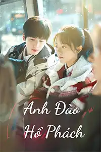 Anh Đào Hổ Phách