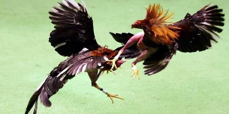 Giải mã sức hút của đá gà i9bet trong giới cá cược