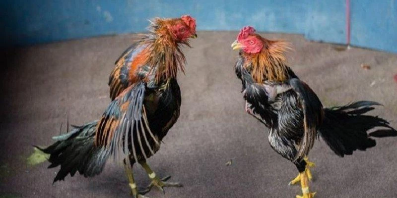 Nâng cấp kỹ năng đá gà 78win, dễ dàng vào bờ